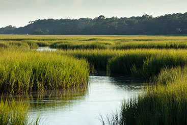 A beautiful landscape featuring some wetlands. Gifts of Appreciated Securities A beautiful landscape featuring some wetlands. Gifts of Appreciated Securities