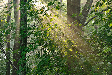 A light shining through the trees. Links to Other Gifts A light shining through the trees. Links to Other Gifts